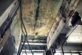 Best Emergency Mold Remediation  in Florence, AL